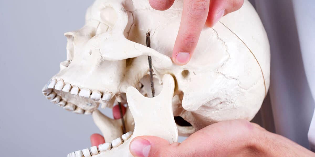 Pointing to the temporomandibular joint (TMJ) on a model school